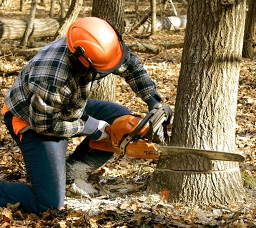 Tree Removal in Hensley, AR